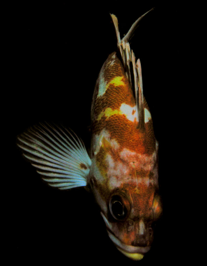 Copper/Gopher Rockfish