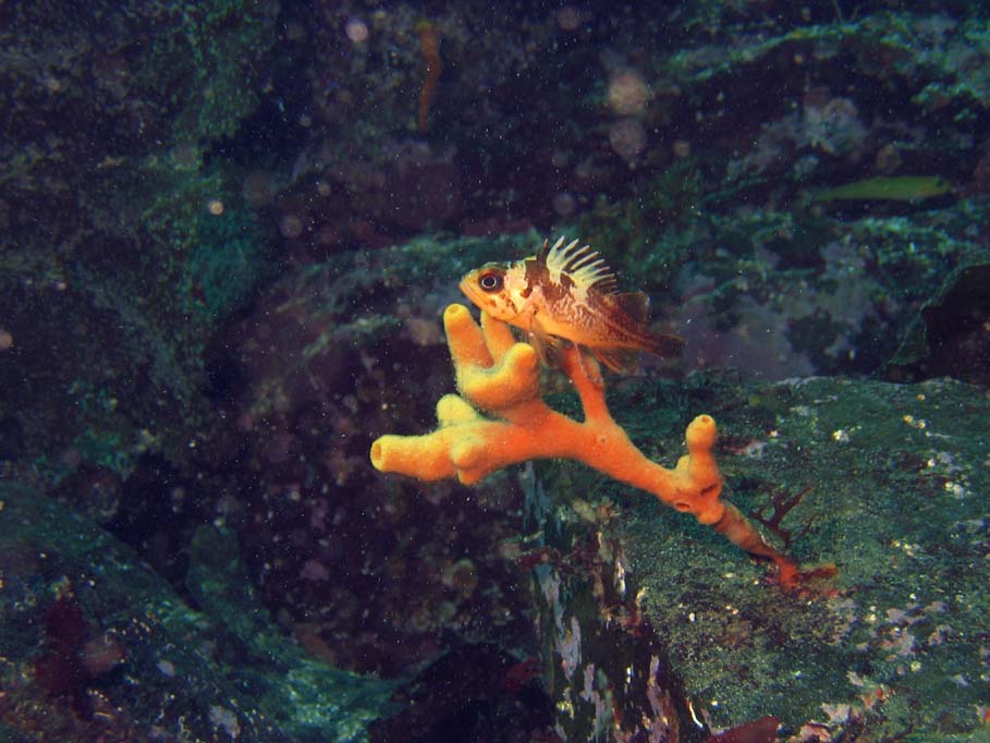 Copper Rockfish on Finger Sponge