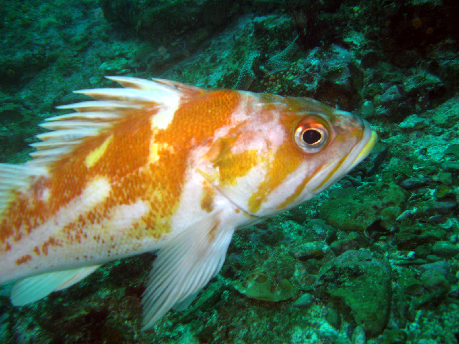 Copper Rockfish (Sebastes caurinus)