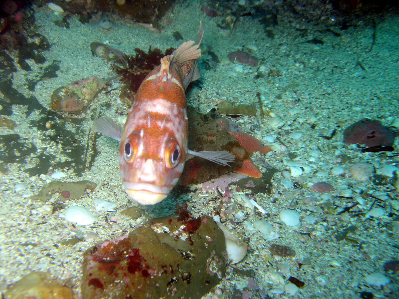 Copper Rockfish (Sebastes caurinus)