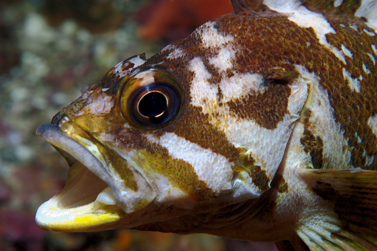 Copper Rockfish Yawn