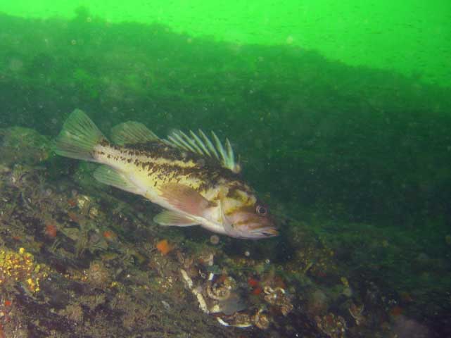 Copper Rockfish