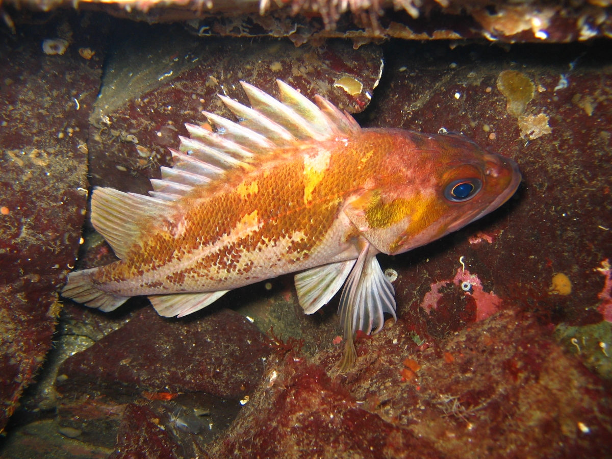 copper rockfish