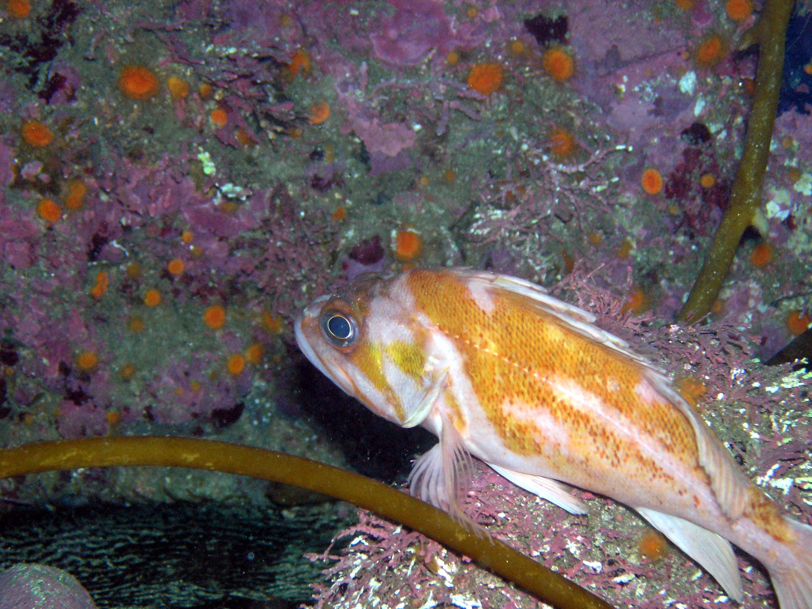 Copper  Rockfish