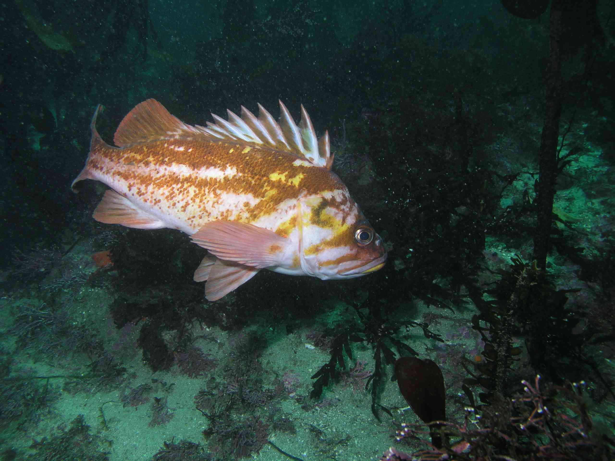 Copper Rockfish