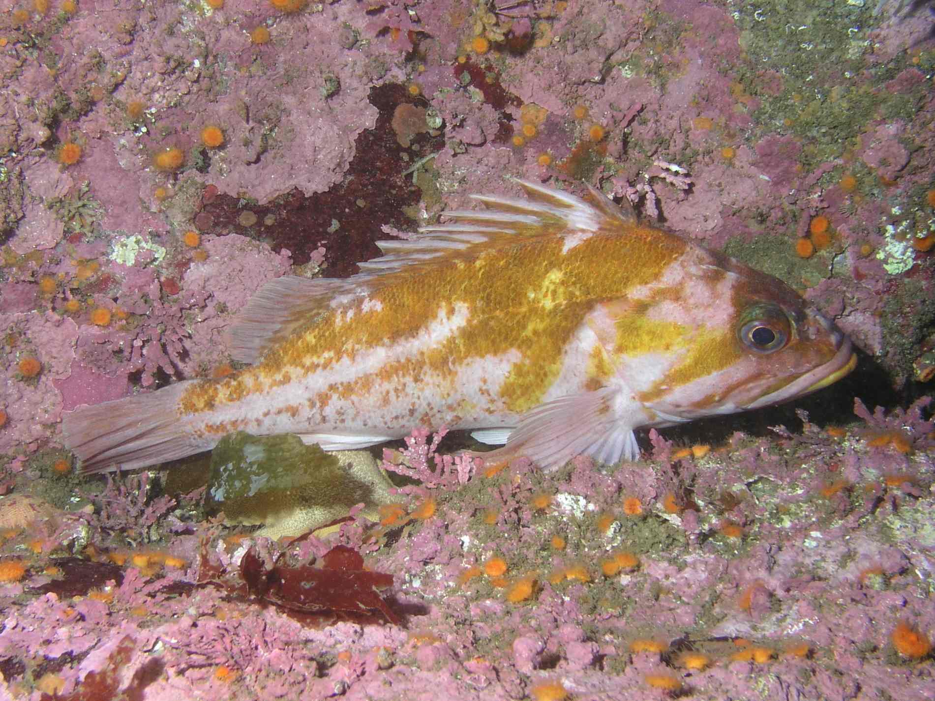 Copper Rockfish