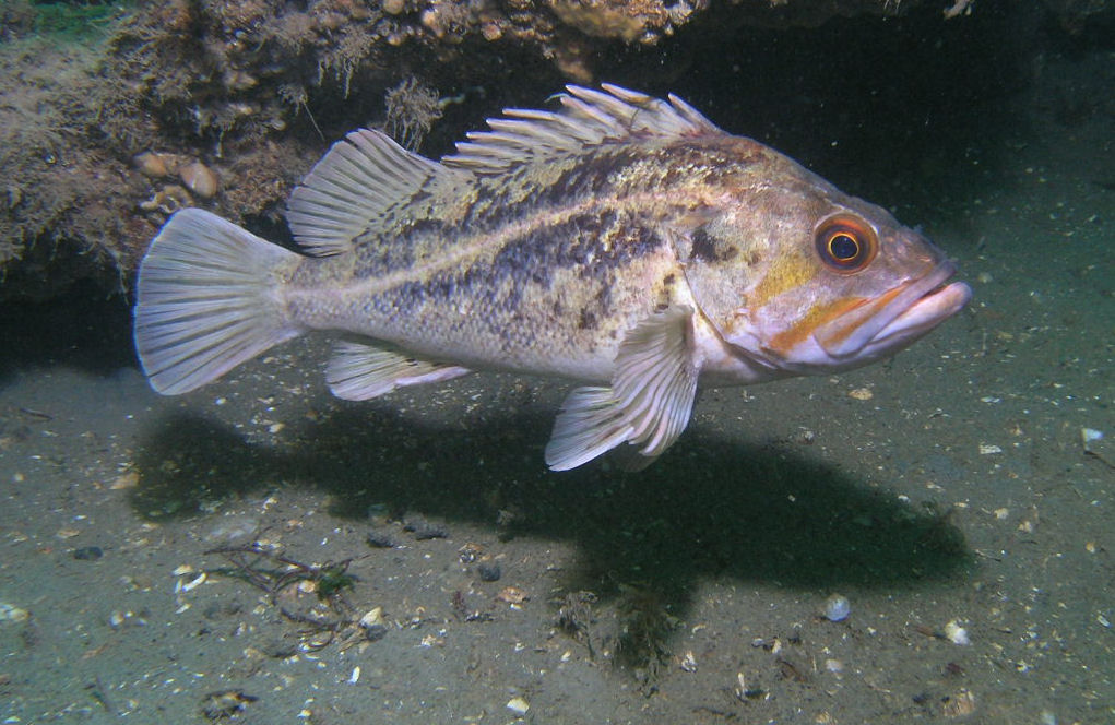 Copper Rockfish