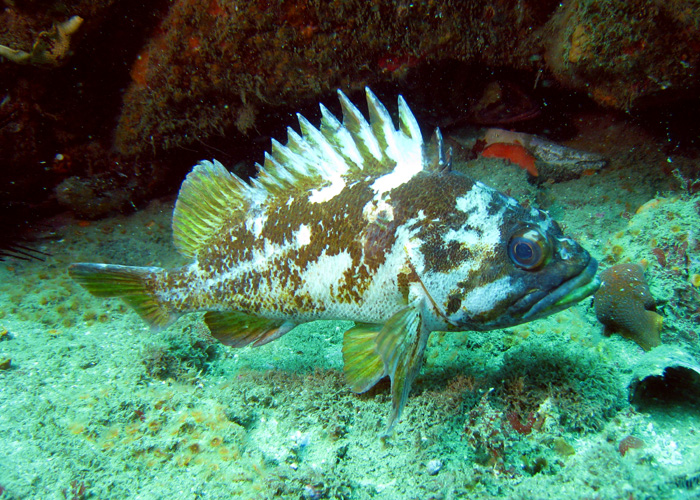 Copper Rockfish