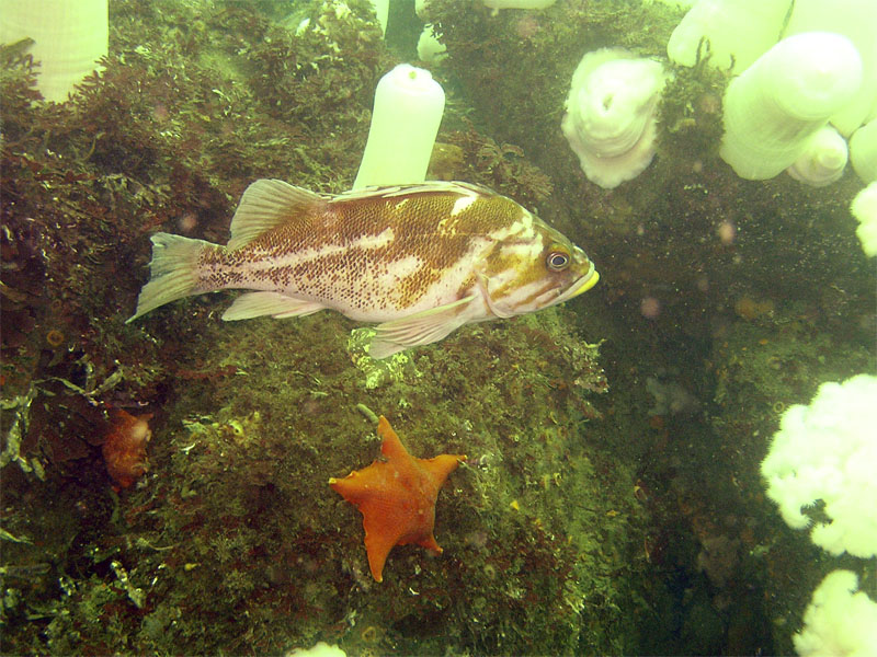copperrockfish