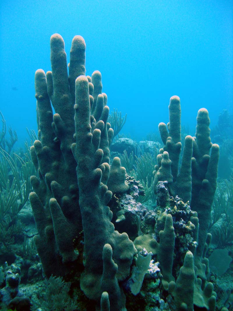 Copy_2_of_Pillar_Coral_Cayman