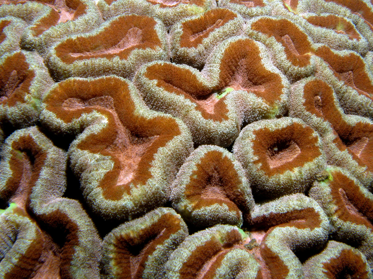 Coral (Acanthastrea)