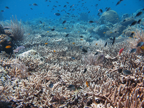 Coral alley