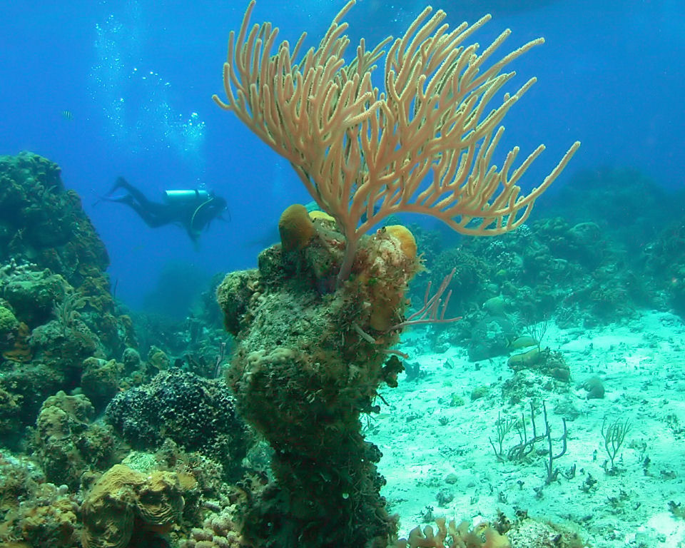 Coral and Diver