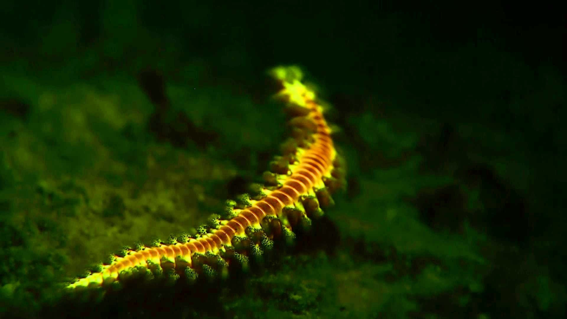 Coral and fire worms Fluorescing on glow dive.