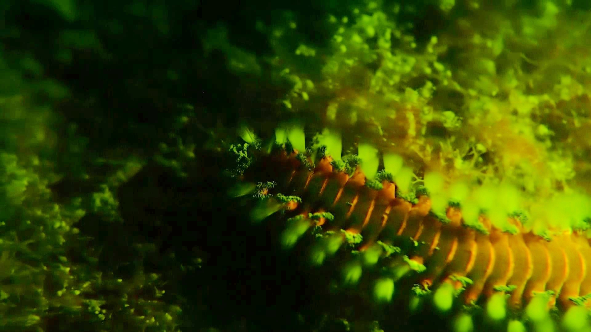 Coral and fire worms Fluorescing on glow dive.