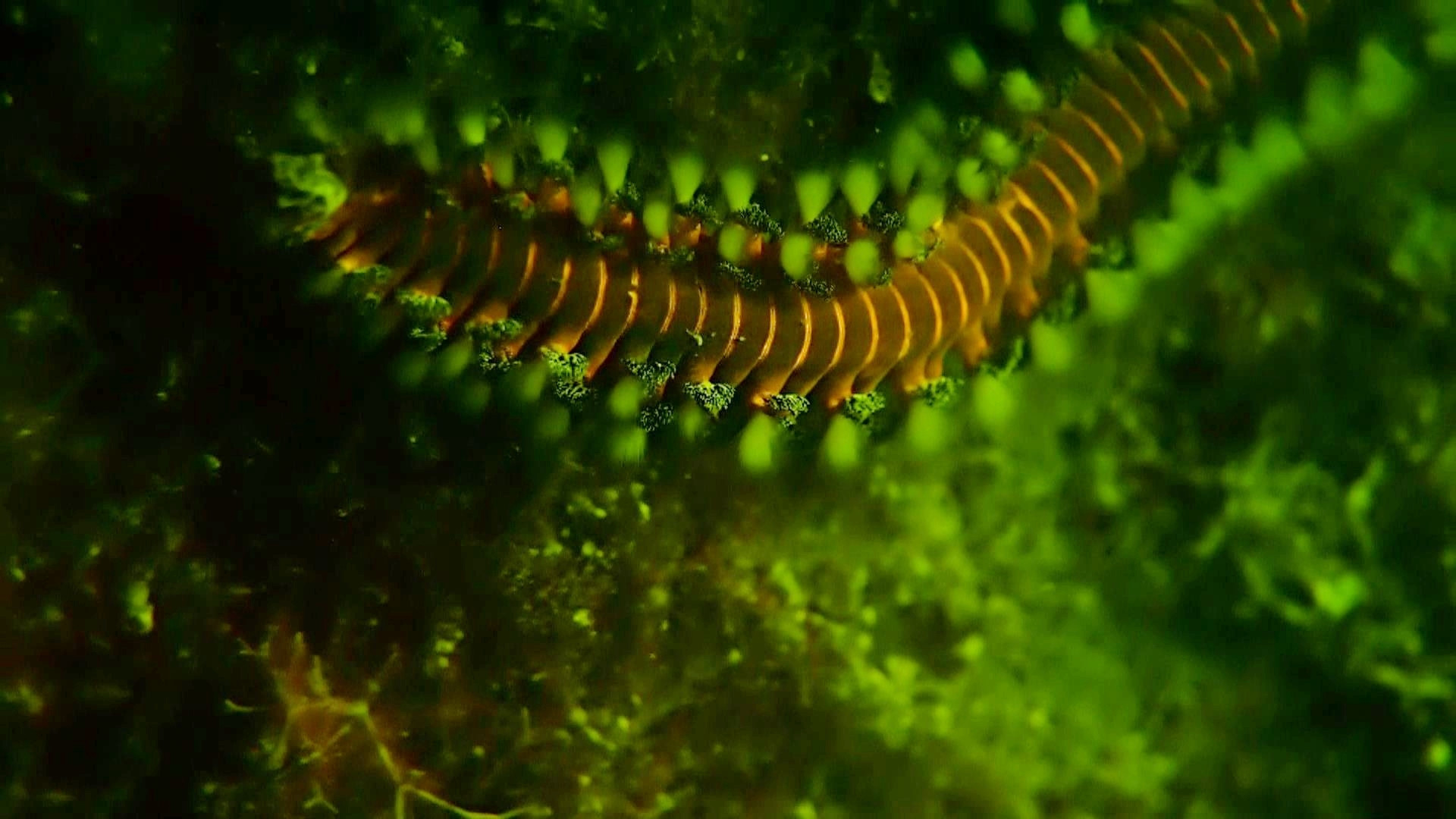 Coral and fire worms Fluorescing on glow dive.