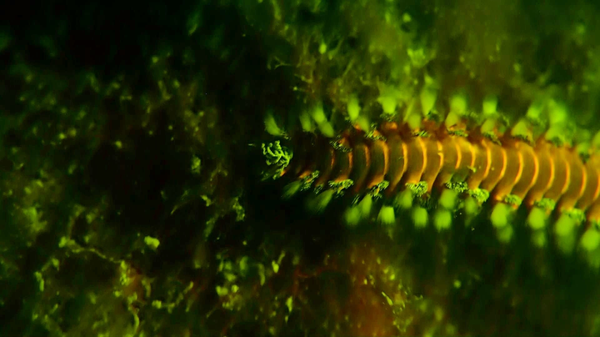 Coral and fire worms Fluorescing on glow dive.