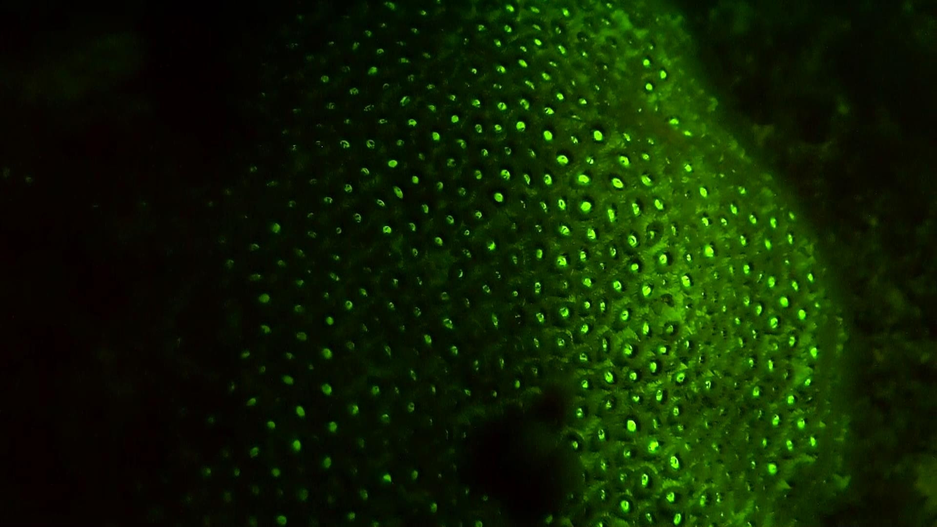 Coral and fire worms Fluorescing on glow dive.