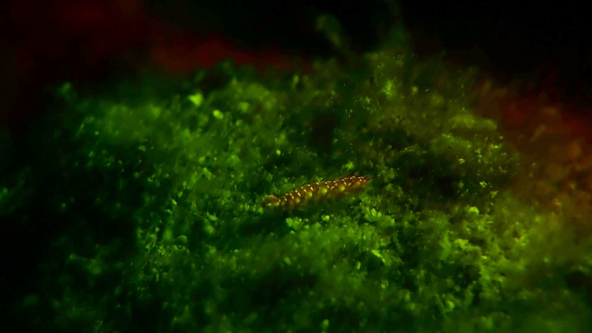 Coral and fire worms Fluorescing on glow dive.