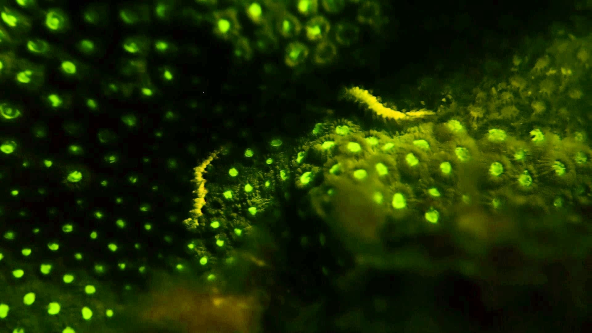 Coral and fire worms Fluorescing on glow dive.