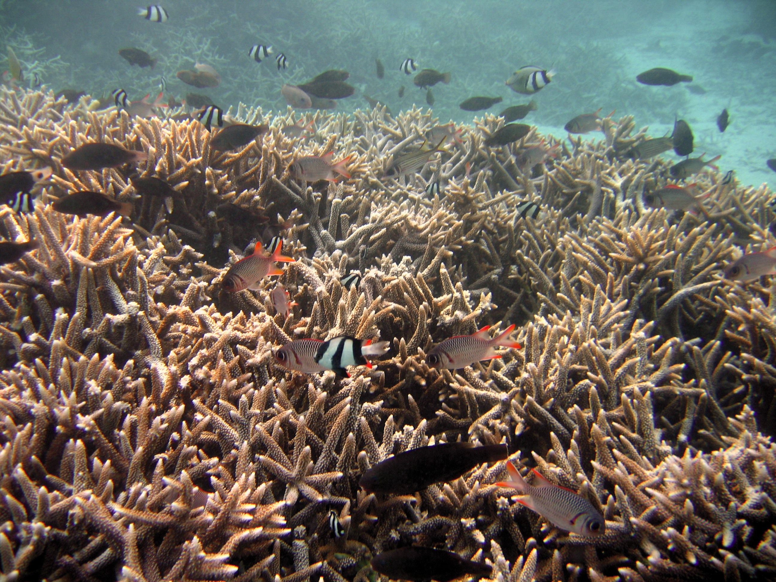 Coral and fish at Ypao Beach, Guam.