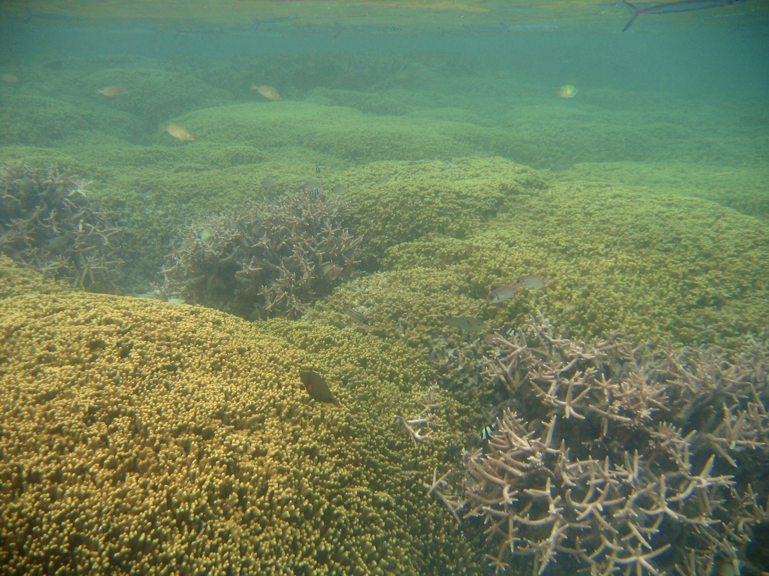 Coral and fish at Ypao Beach, Guam.