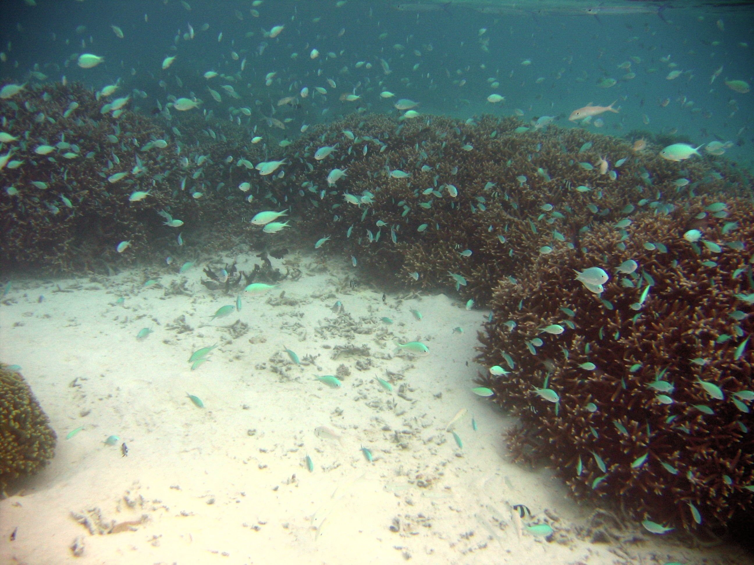 Coral and fish at Ypao Beach, Guam.