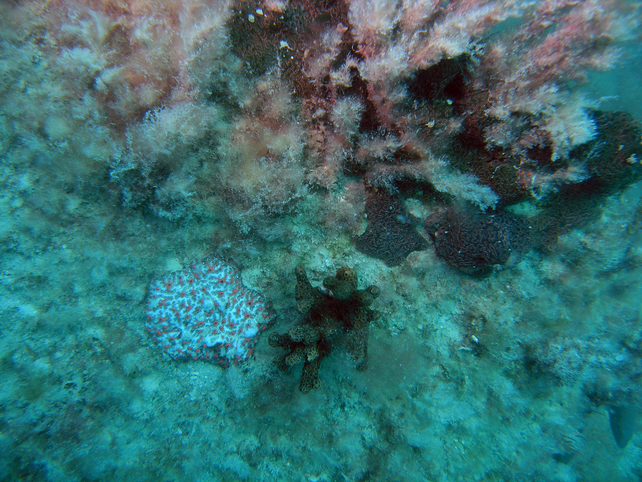 Coral and Sponge or Tunicate