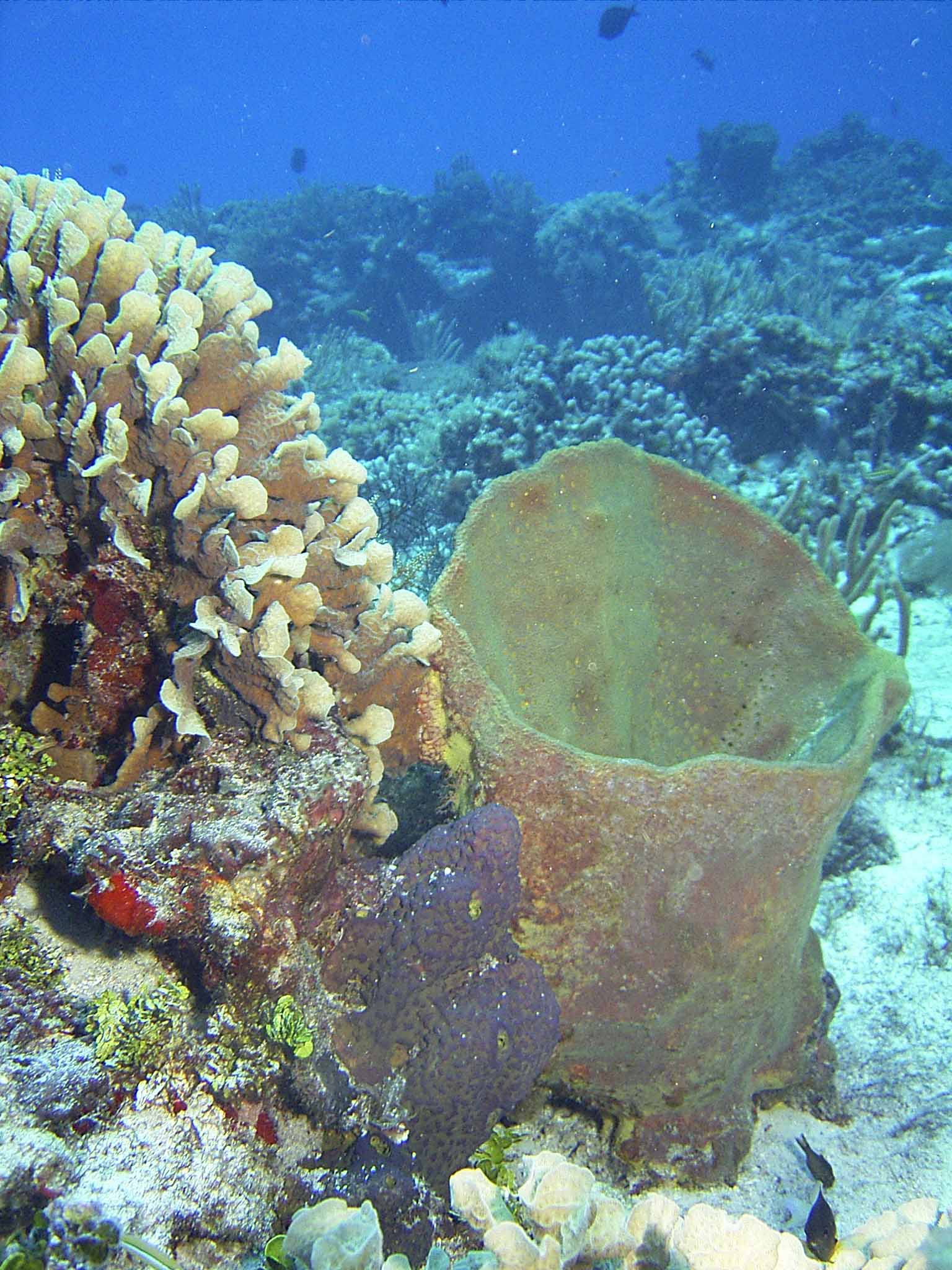 Coral and Sponge