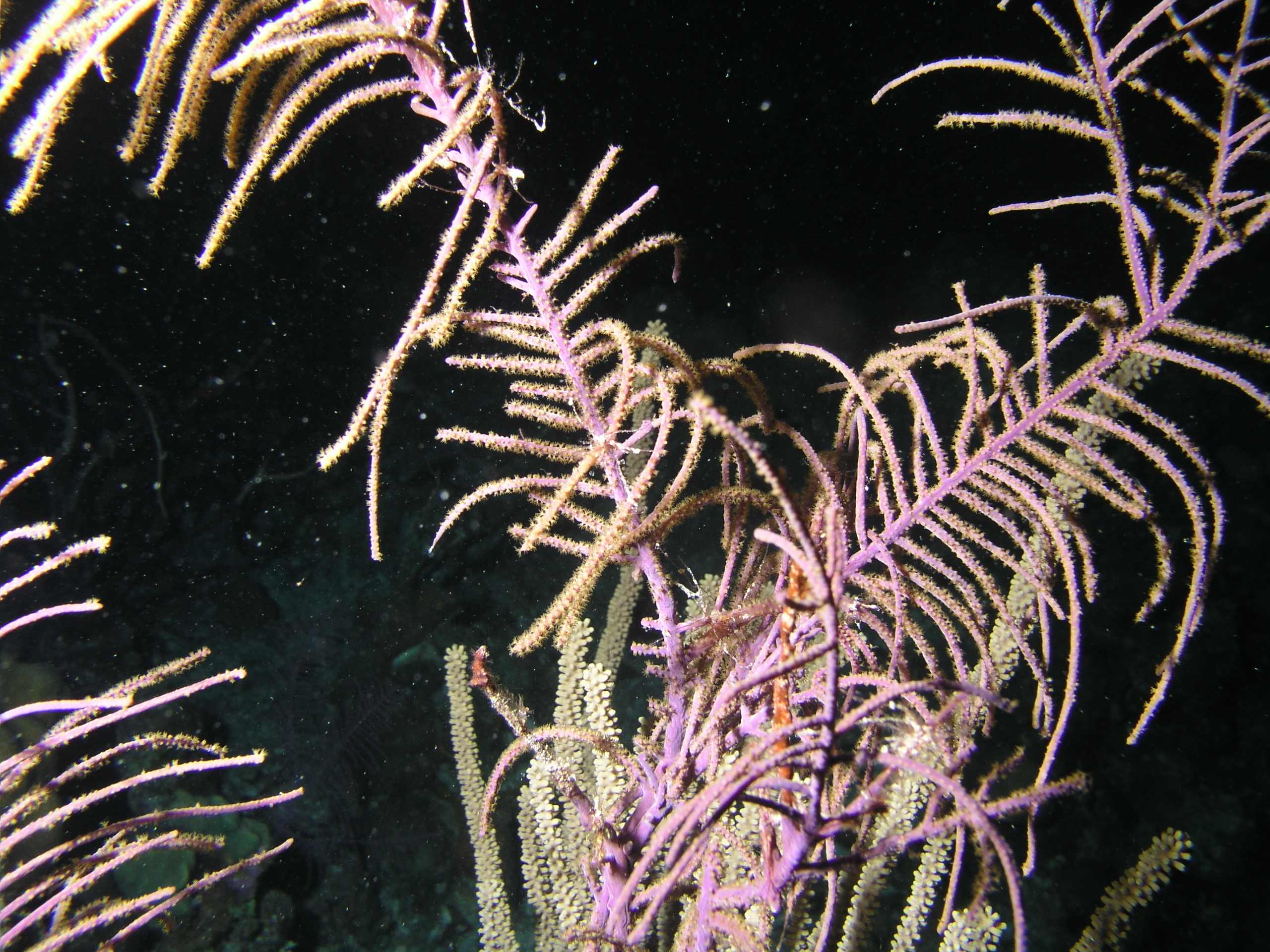 Coral at Night