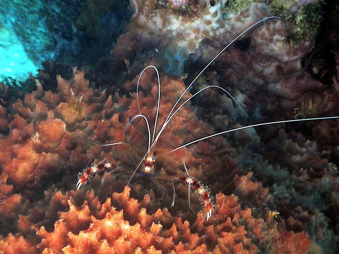 Coral Banded Shrimp in Curacao