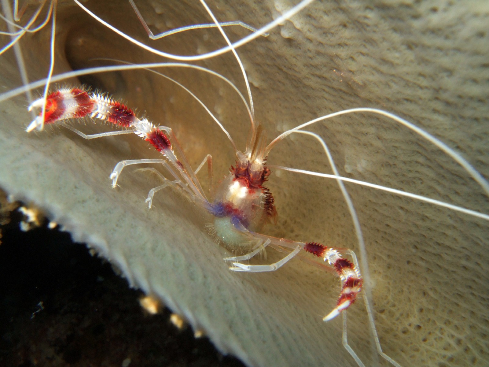 coral banded shrimp