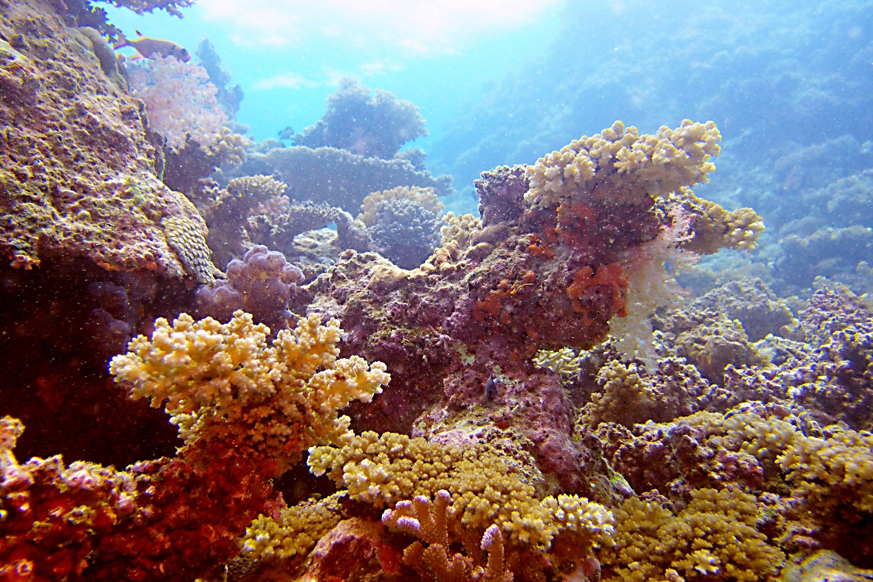 Coral canyon, Fiji