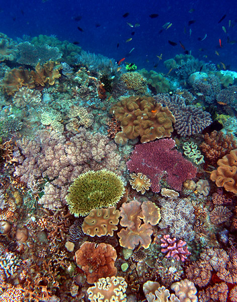 Coral Carpet