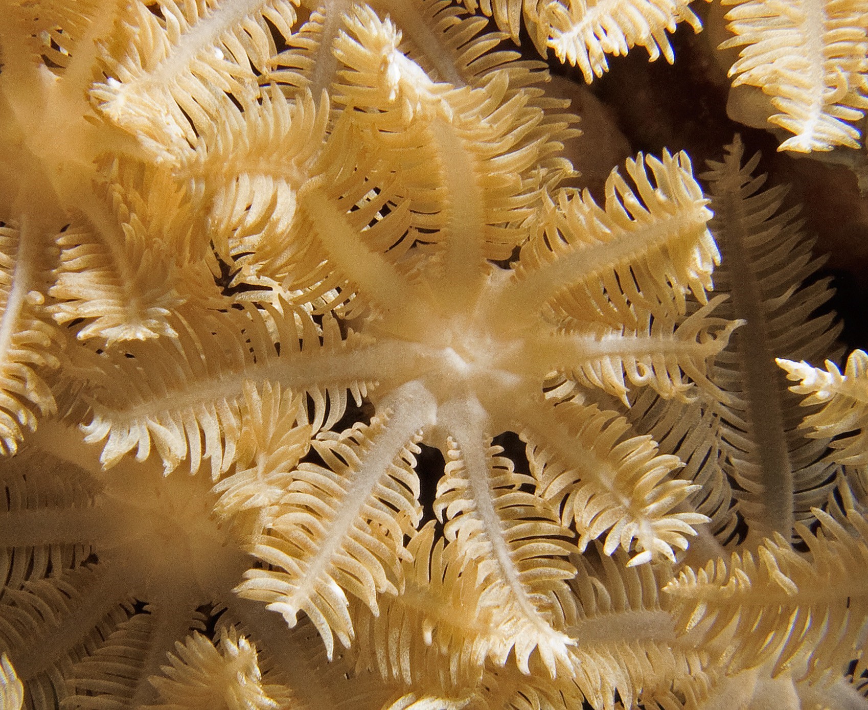 Coral Close Up