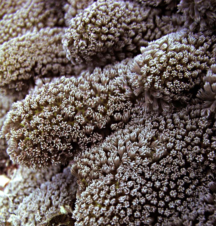 Coral close up