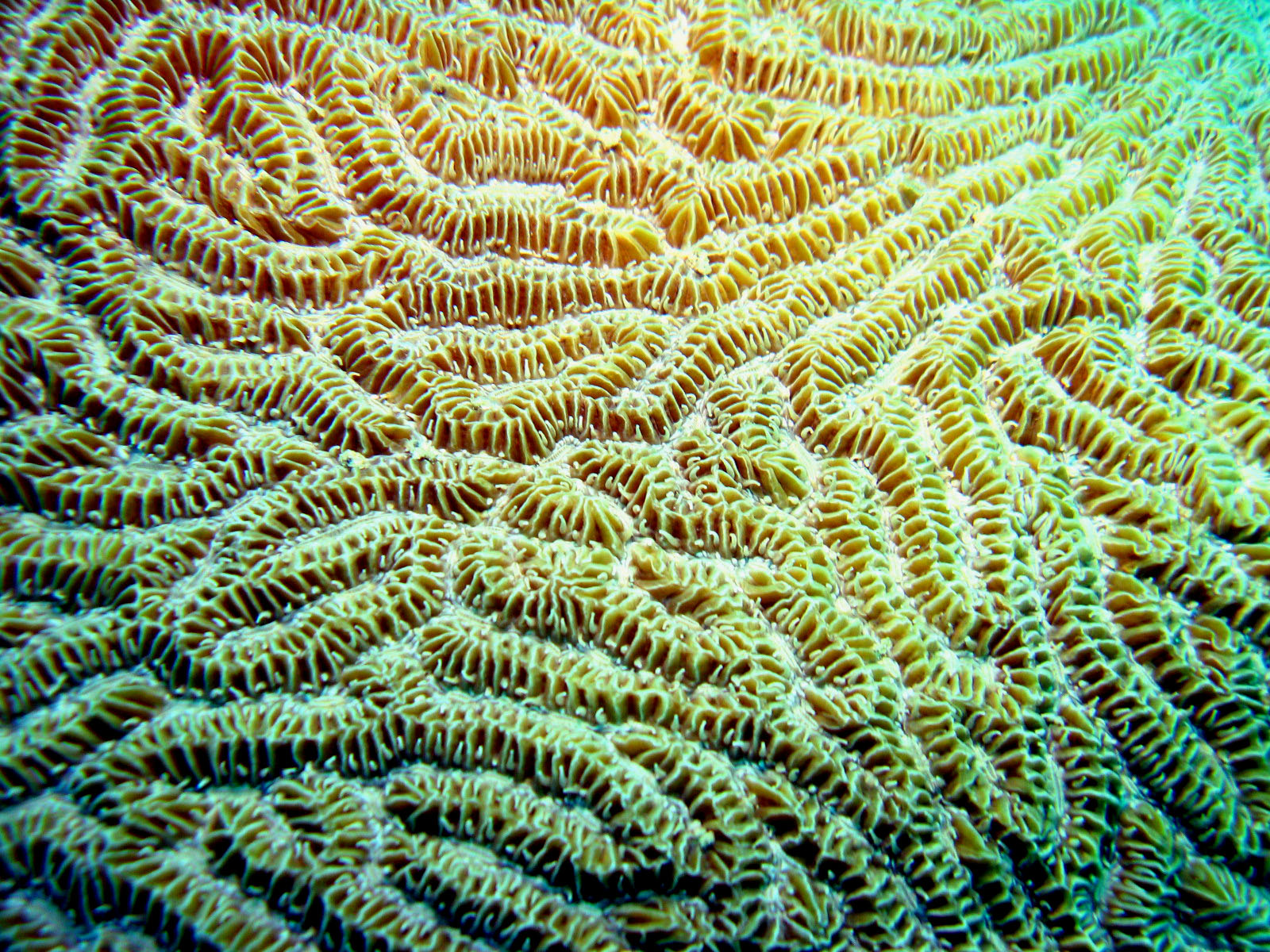 Coral close up