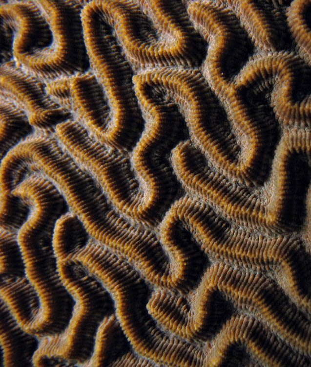 Coral closeup