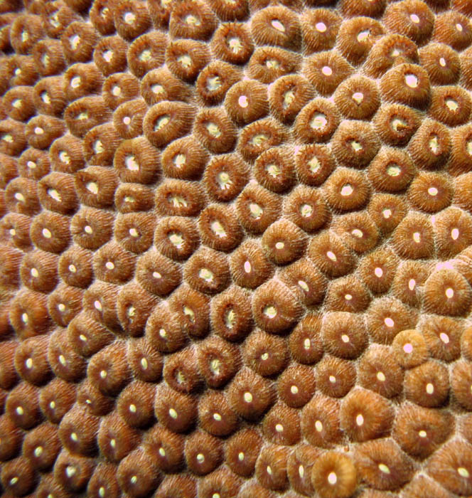 Coral closeup