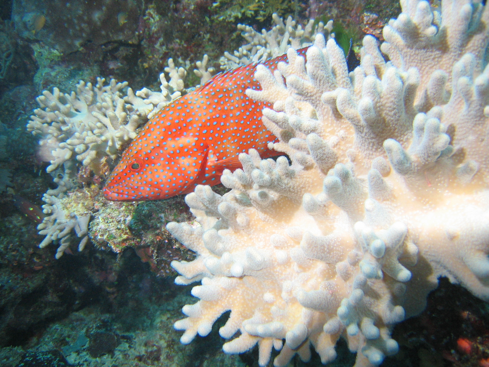 Coral Cod - Fiji