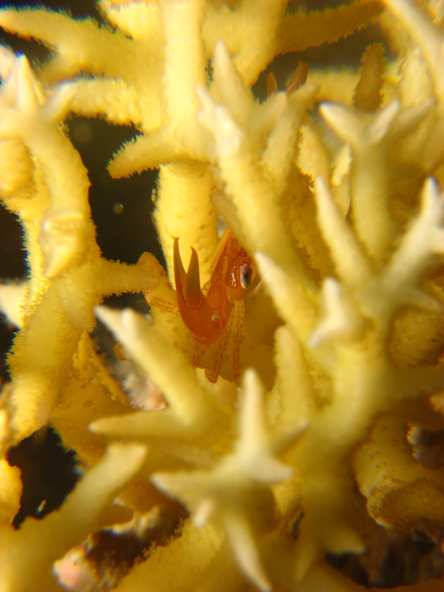 Coral Crab, trapezia lutea?