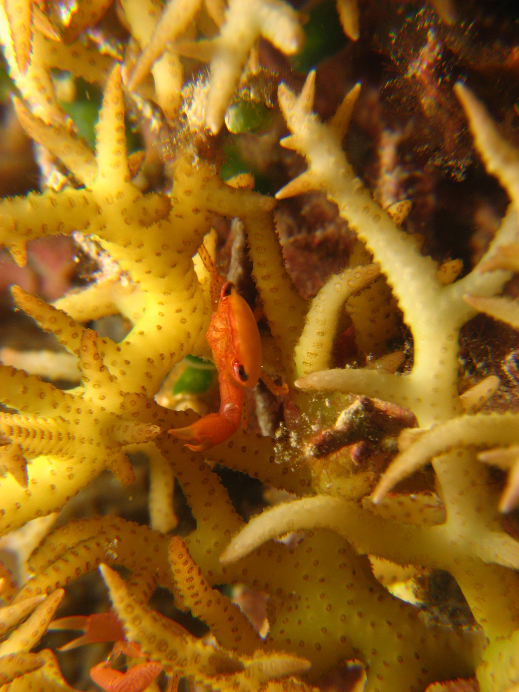 Coral Crab, trapezia lutea?