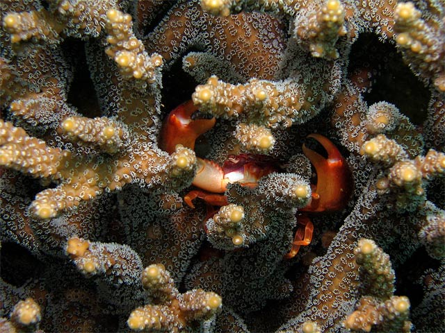 Coral Crab