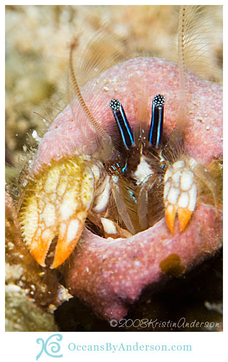 Coral crab