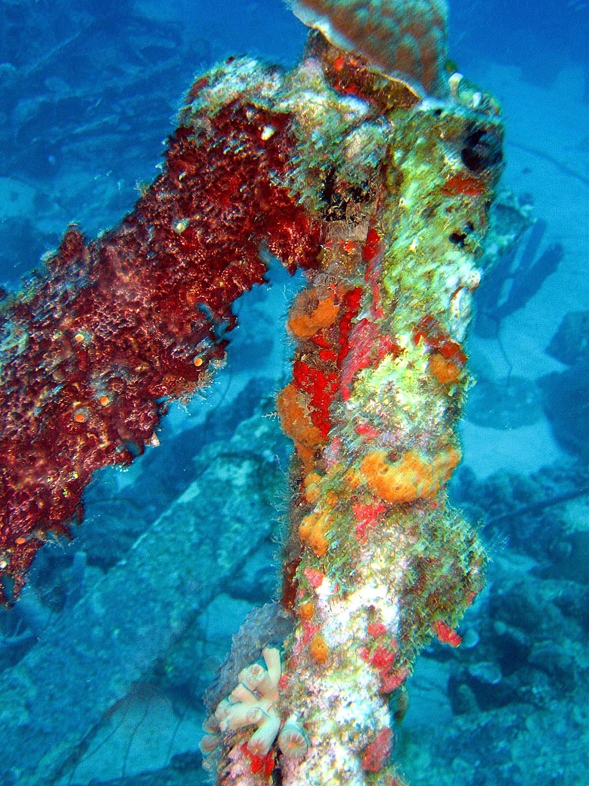 coral-encrusted