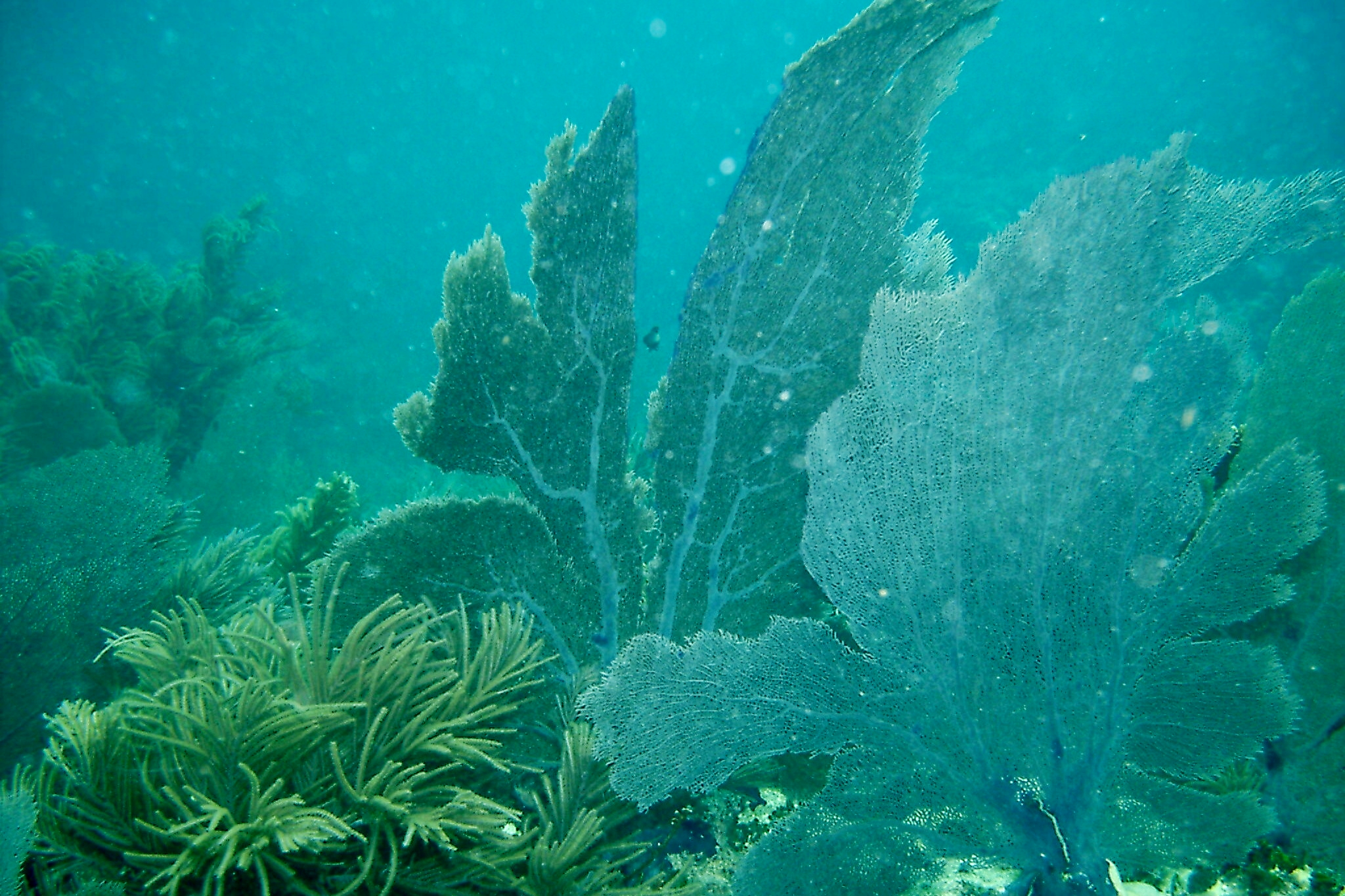 Coral Fans Of The Sea