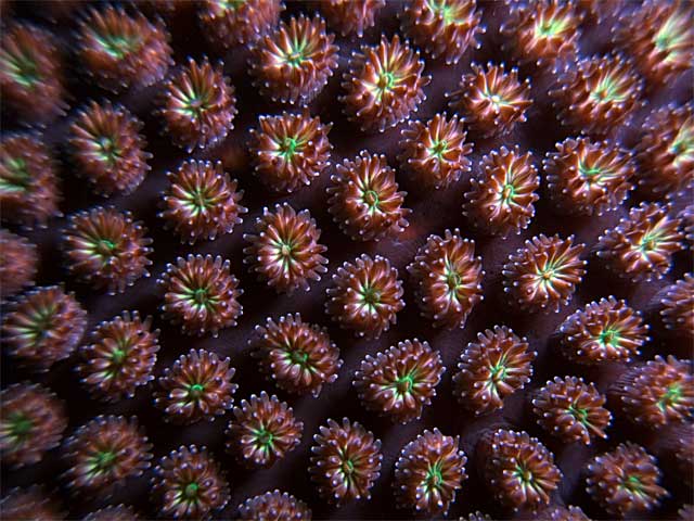 Coral Flowers