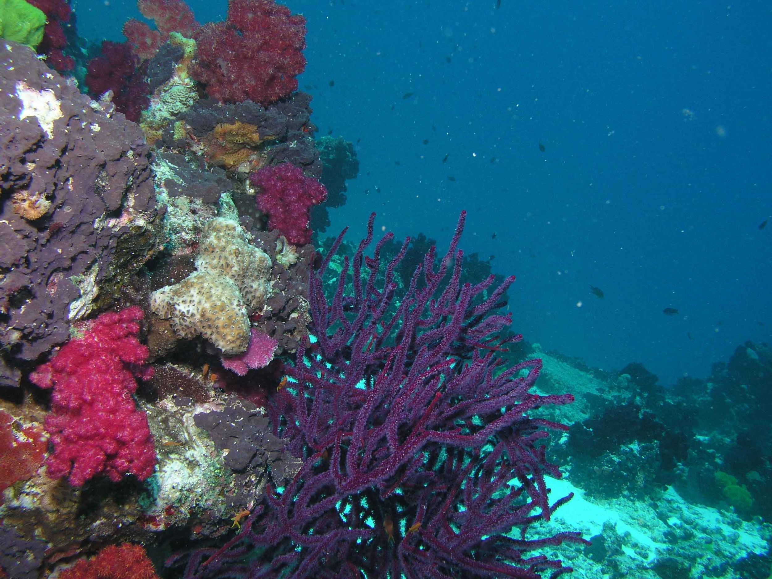 Coral Forest - Fiji