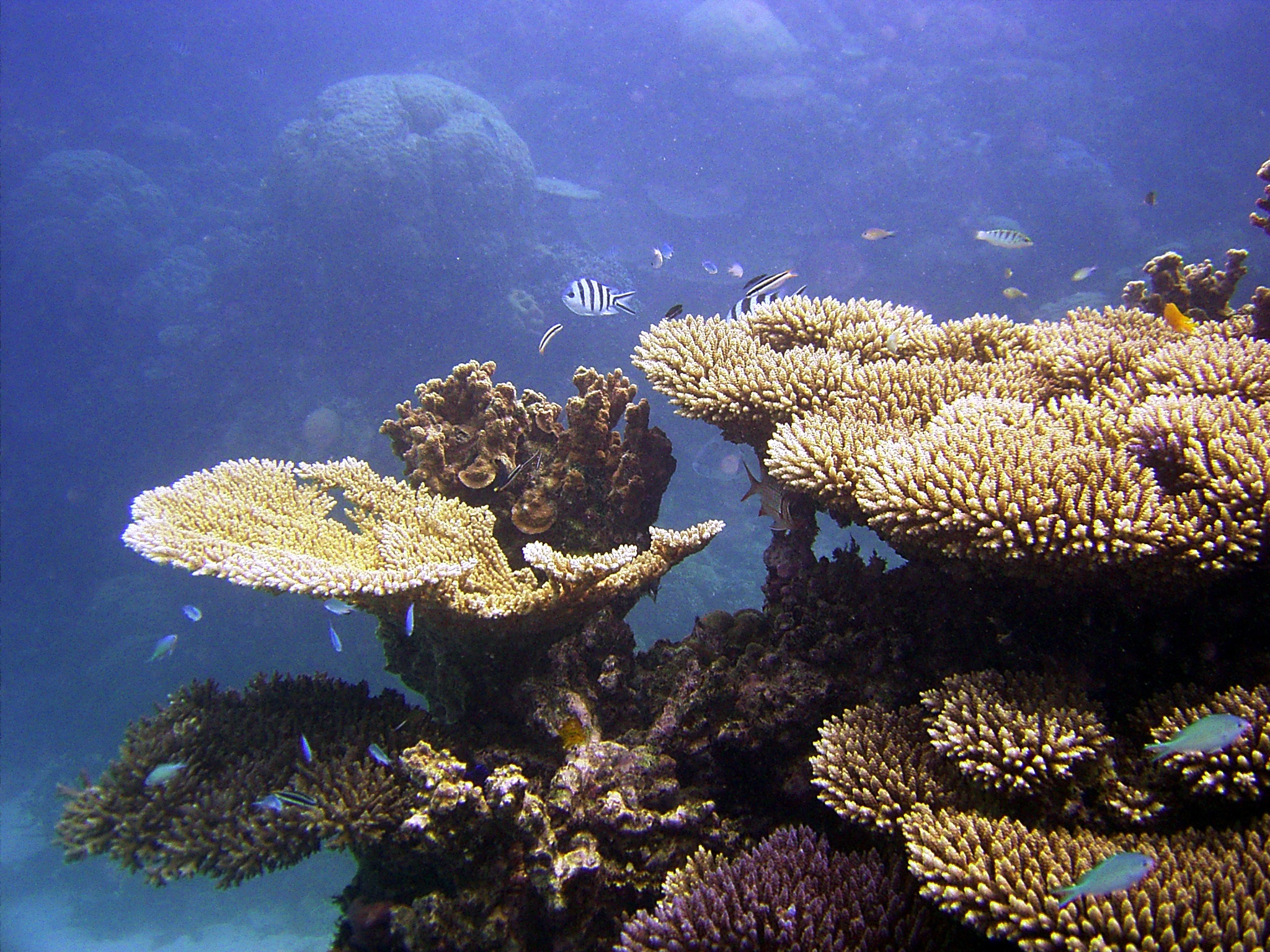 Coral formation, Agincourt Reef near Port Douglas