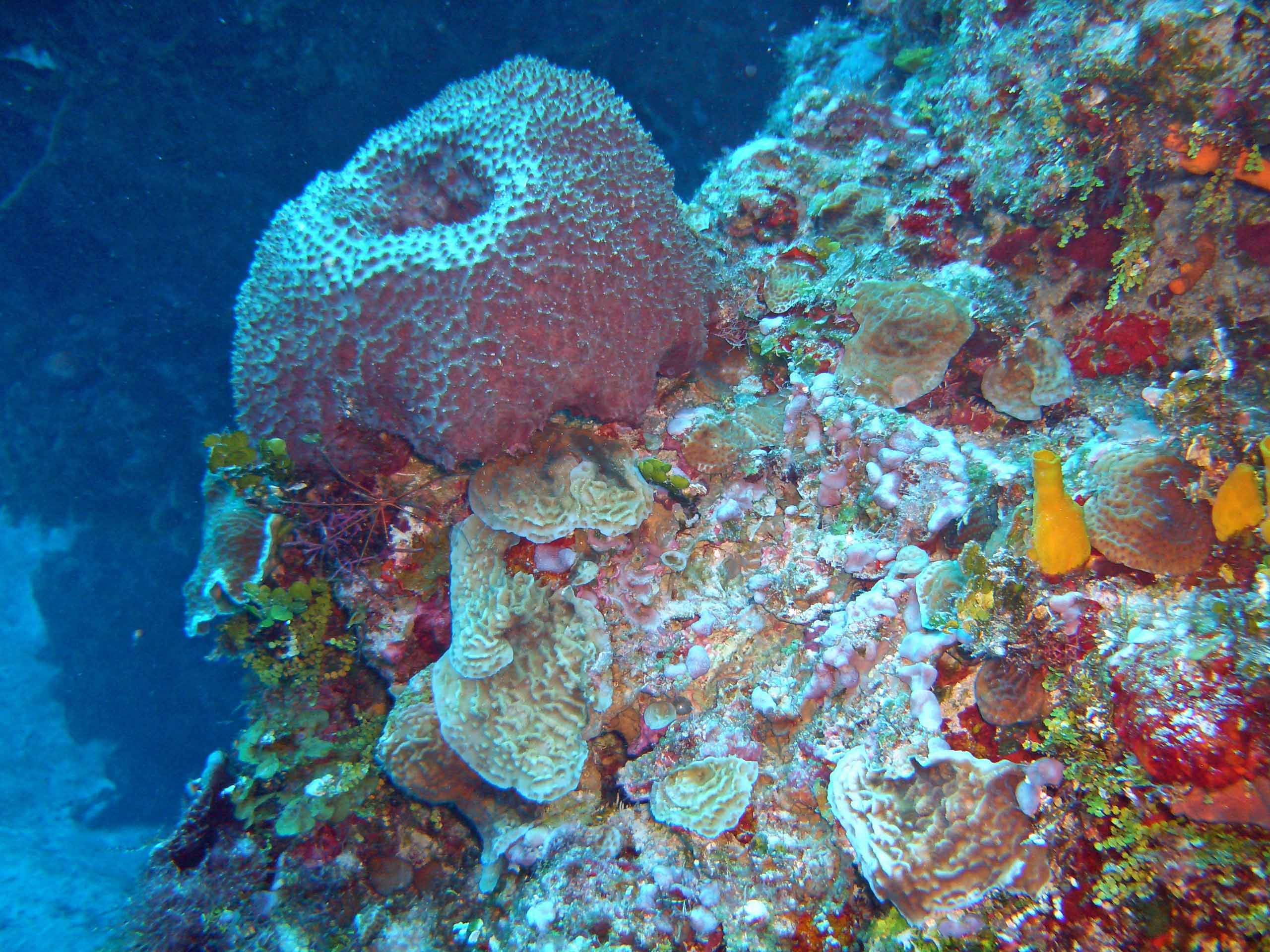 Coral Formation